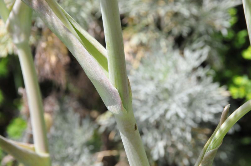 Thapsia garganica / Firrastrina comune